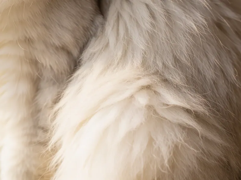 Cat grooming — Woodside Pet Grooming, Woodside NY