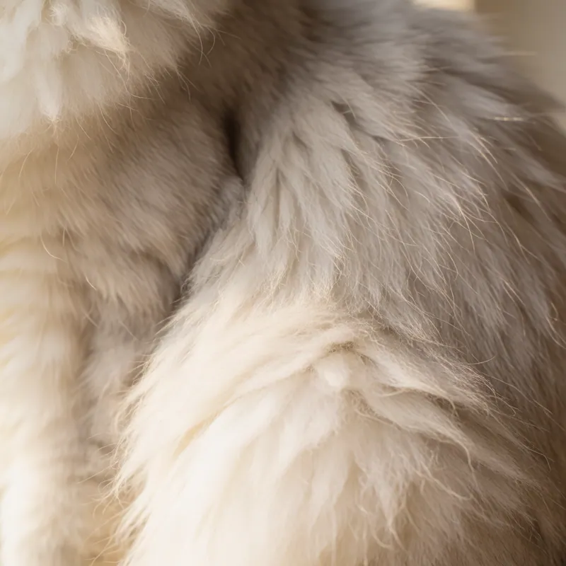 Close detail of a long-haired cat's coat